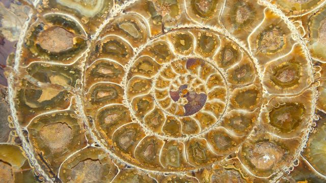 Ammonite Fossil