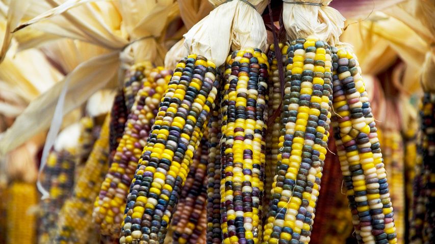 Coloured corn on the cobs at ByWard Market, Ottawa