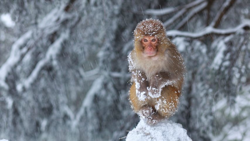 穆里，雪中坐在石头上的猴子