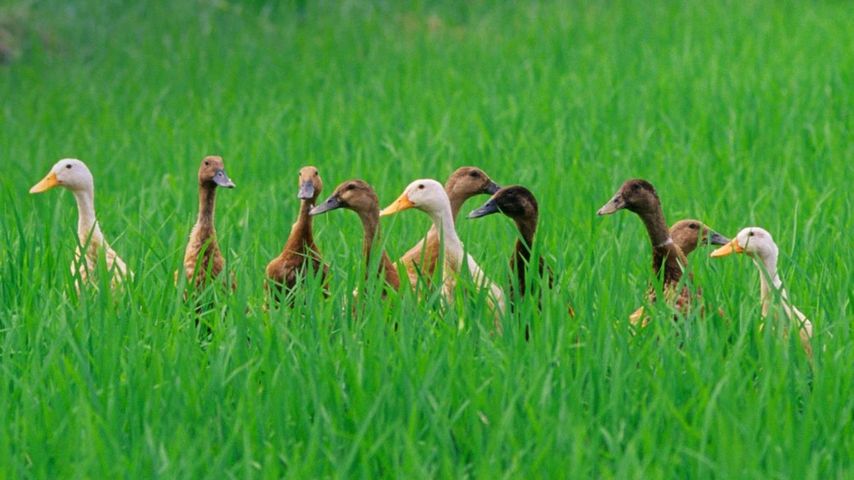 印尼巴厘岛乌布附近，稻田里的鸭子