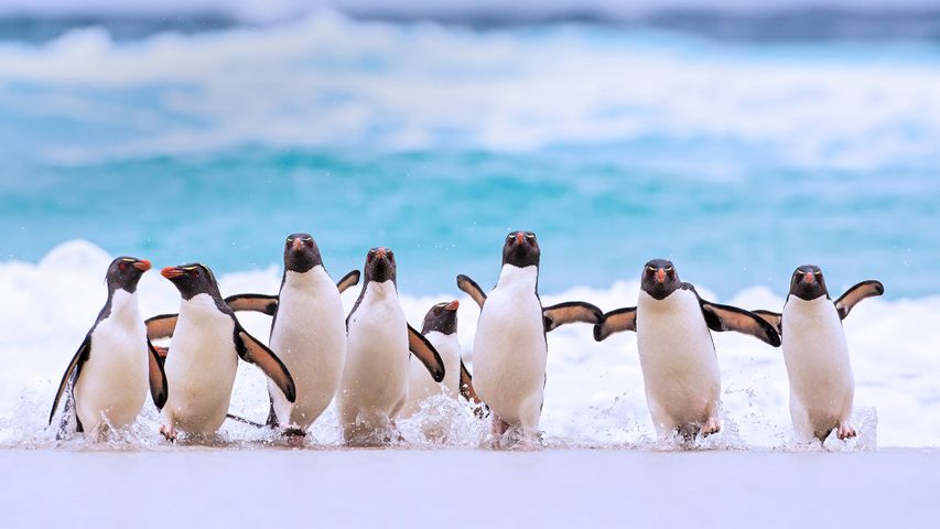 Pingüinos saltarrocas en las islas Malvinas