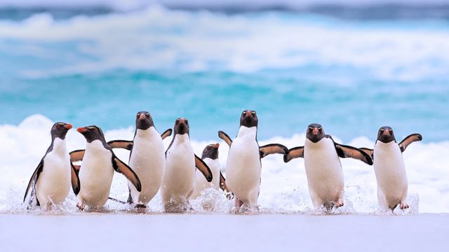 油絵 イワトビペンギン 海 イワトビペンギン｣フォークランド諸島 - Bing Gallery · Peapix