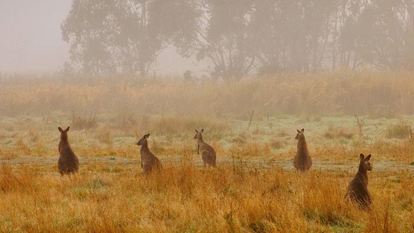 Östliche Graue Riesenkängurus im Kosciuszko-Nationalpark, Australien 