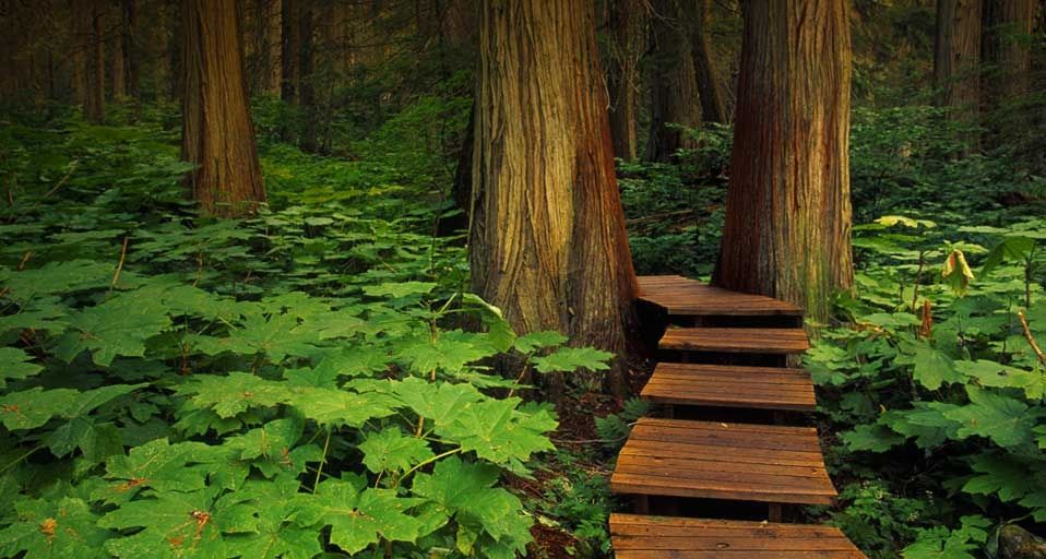 Boardwalk in Mount Revelstoke National Park, British Columbia, Canada
