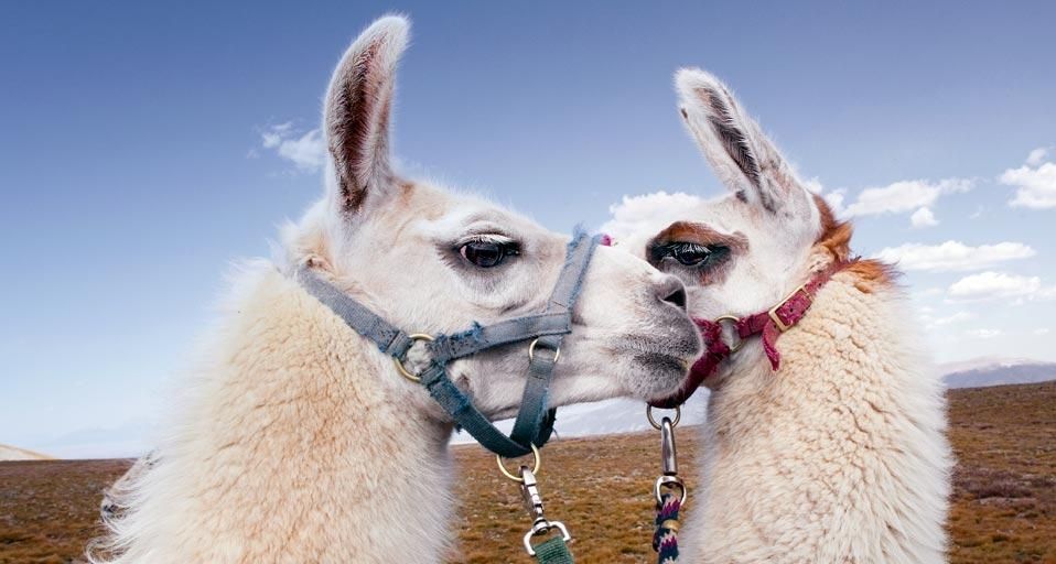 Two llamas in the Latir Peak Wilderness, New Mexico