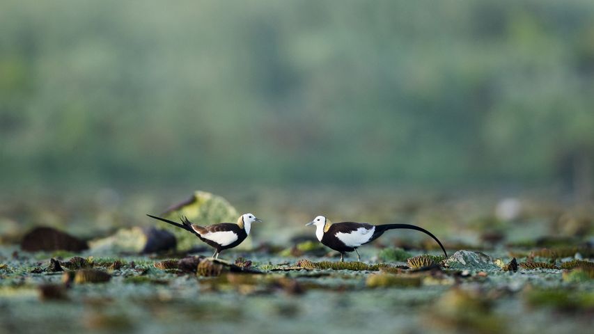 【520告白日】湖中深情相对的两只水雉，中国九江市（© Jie Zhao/Getty News）