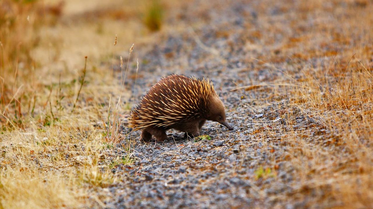 An echidna out and about
