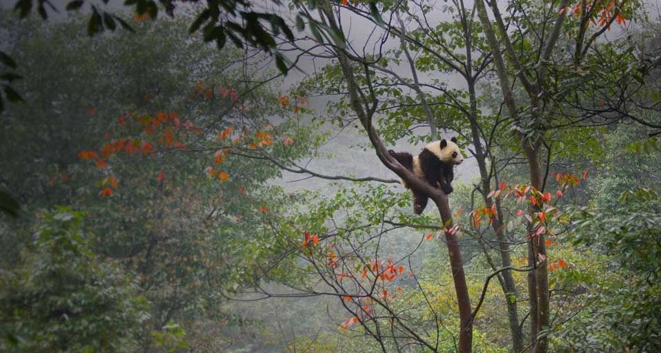 中国雅安的大熊猫幼仔