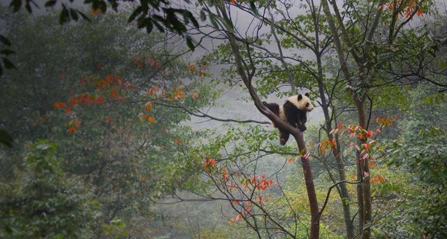 中国雅安的大熊猫幼仔