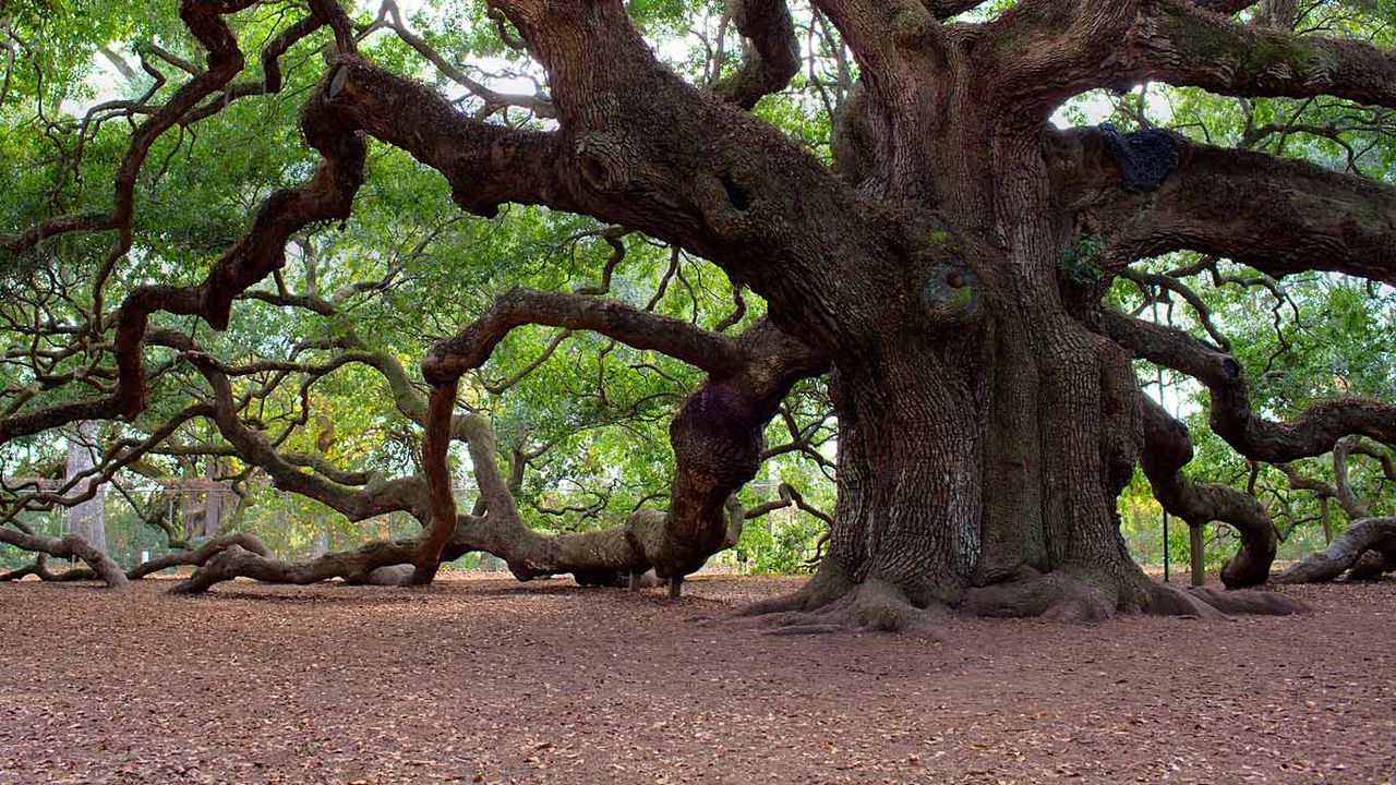 Angel Oak Tree, Johns Island, South Carolina