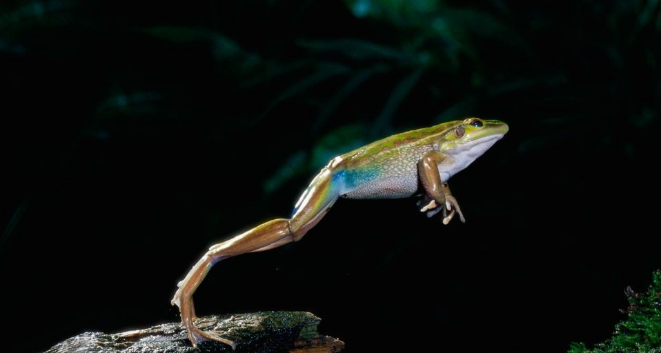 Ein Motorradfrosch hebt ab