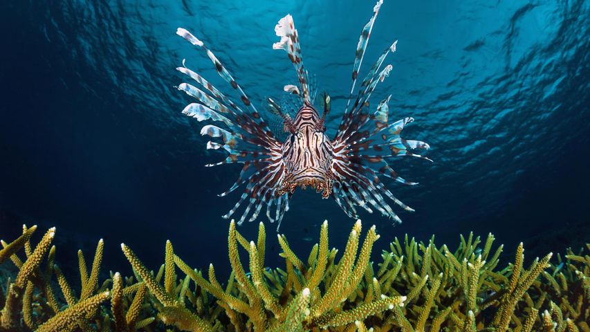 Lionfish swimming off the coast of Indonesia 