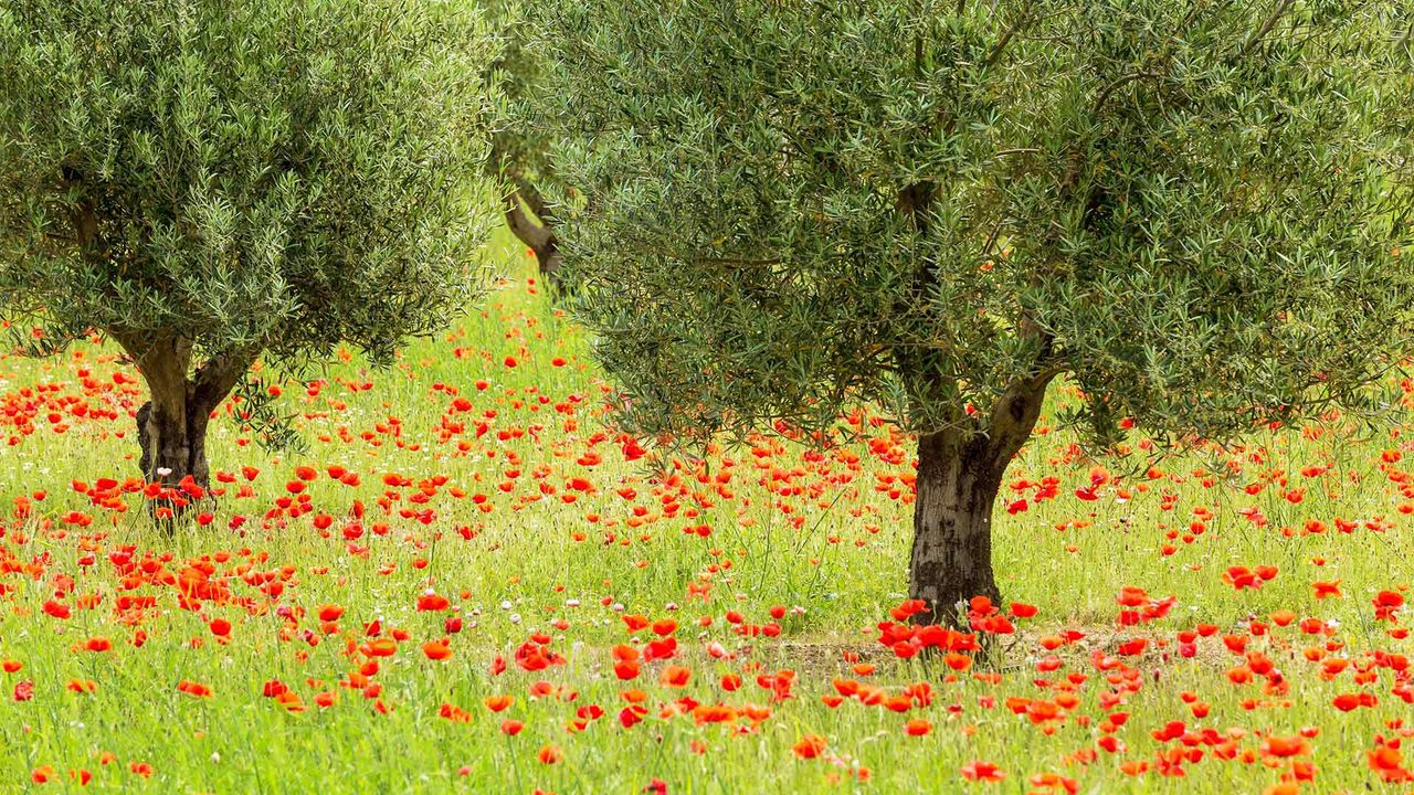 Oliviers et coquelicots dans le parc naturel régional du Luberon