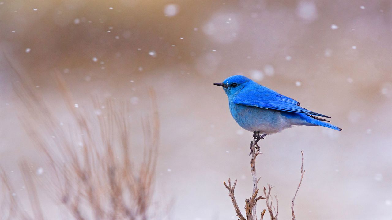 Male mountain bluebird in Yellowstone National Park, Wyoming