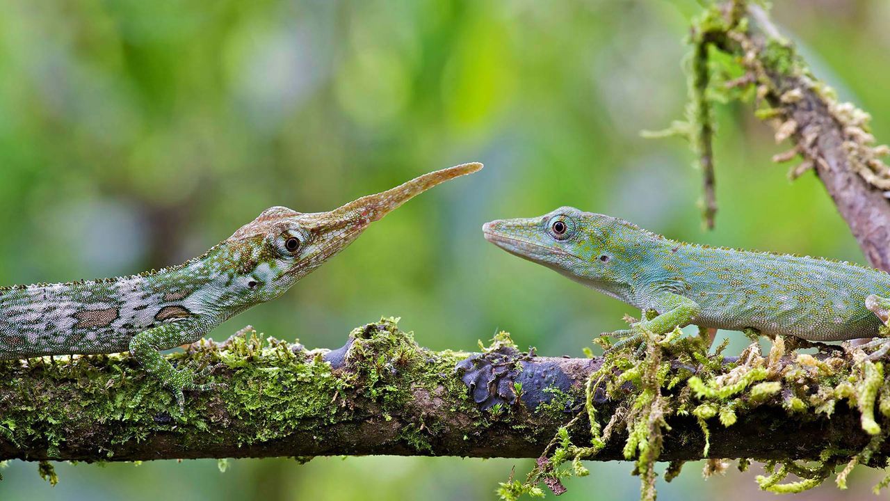 Male and female Ecuadorian horned anoles in Mindo, Ecuador