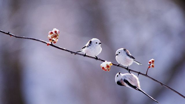 「ツルウメモドキにとまるシマエナガ」北海道