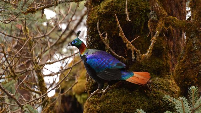 Himalayan Monal in Sikkim