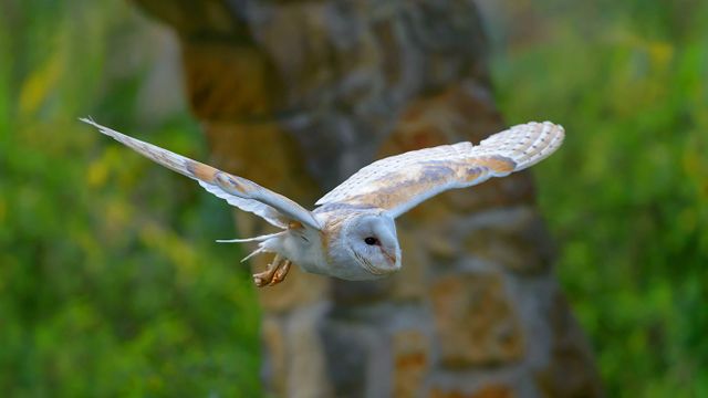 Barn owl