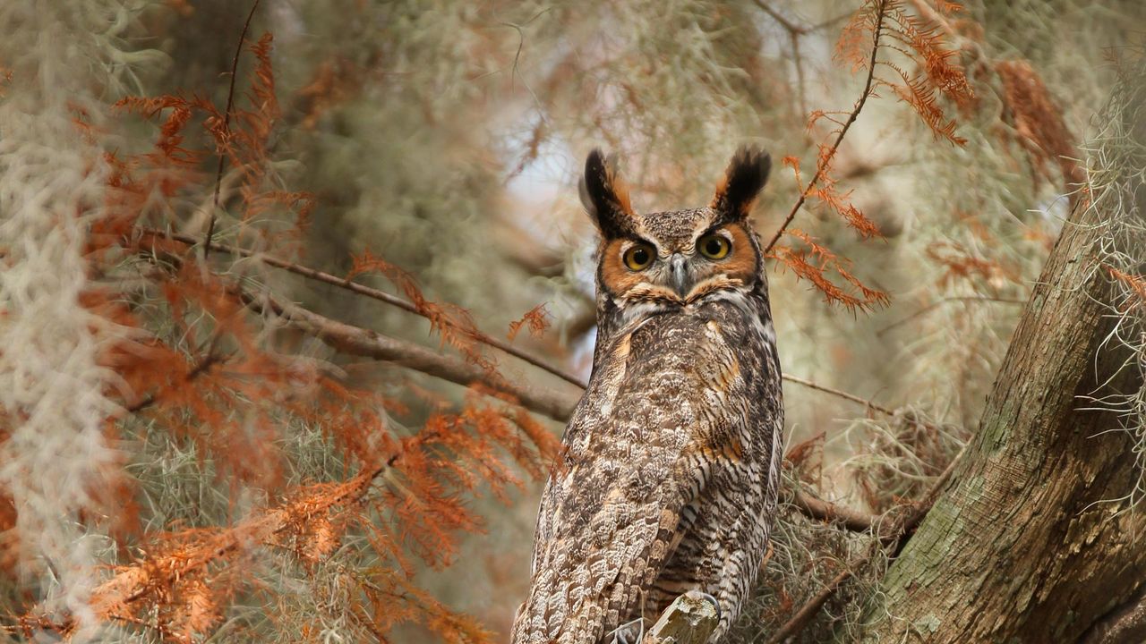 Great horned owl near Lake Tohopekaliga, south of St. Cloud, Florida 