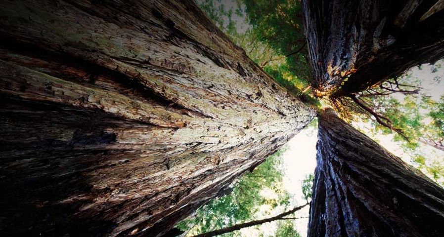 Redwood-Bäume im gleichnamigen Nationalpark, Kalifornien – Bob Stefko/Getty Images ©