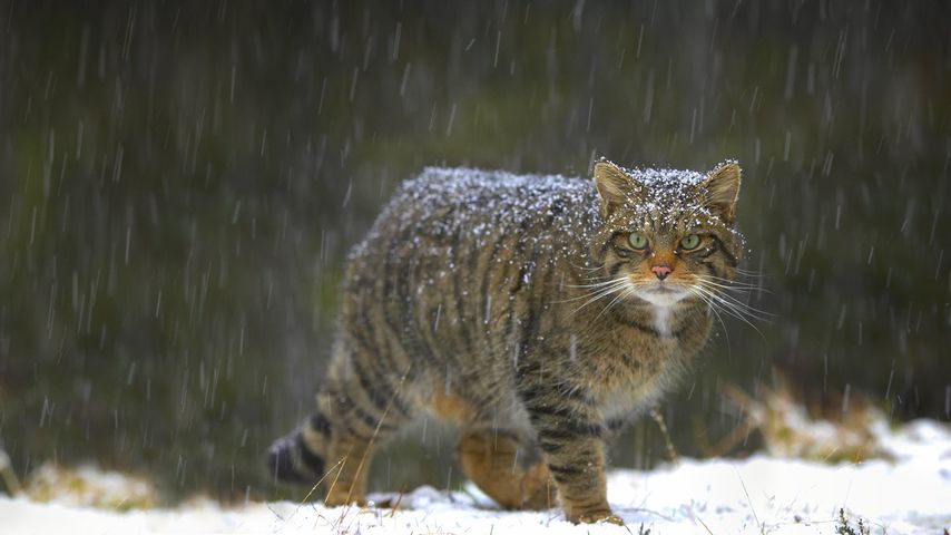 Chat sauvage en Écosse