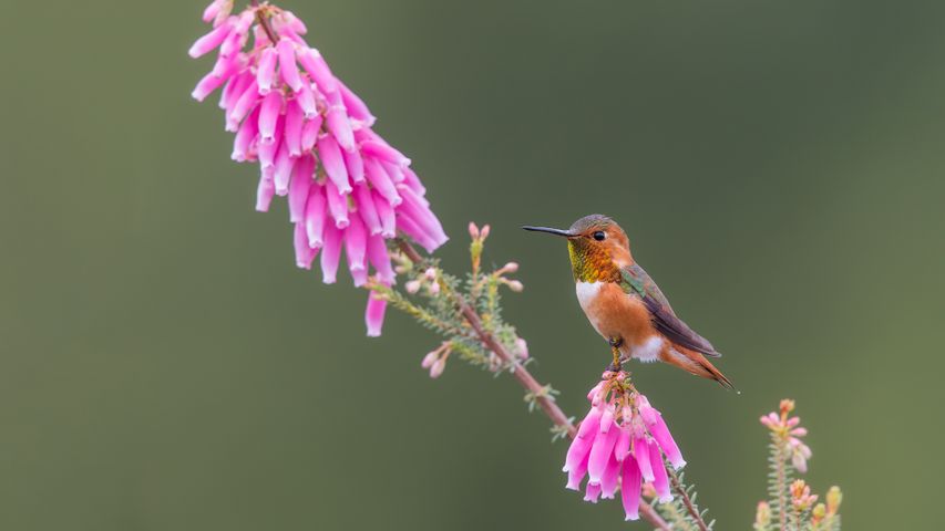 Beija-flor de Allen, Santa Cruz, Califórnia, EUA