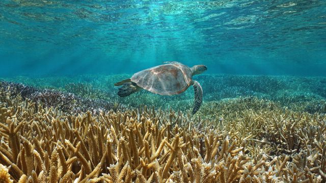 Tortue verte, océan Pacifique, Nouvelle-Calédonie