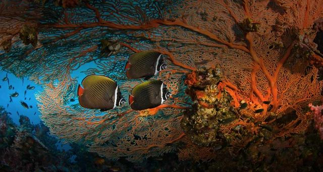 Collare butterflyfish and soft coral in Surin Islands Marine National Park, Thailand