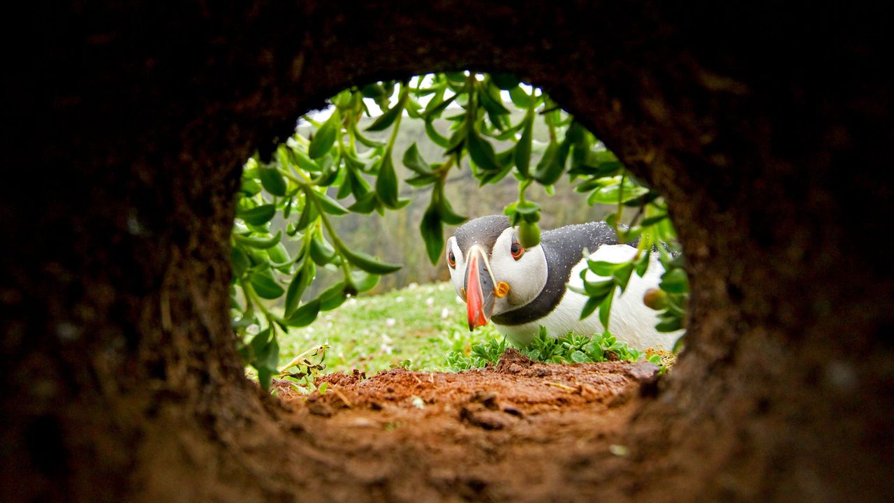 An Atlantic puffin inspects a nesting burrow on Skomer Island, Wales 