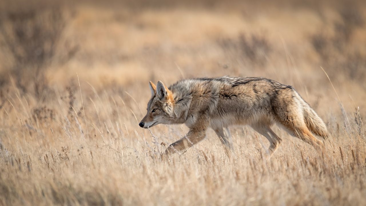A coyote in Banff, Canada