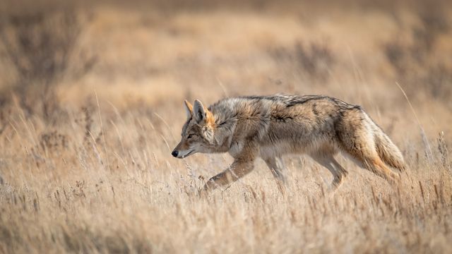 A coyote in Banff, Canada