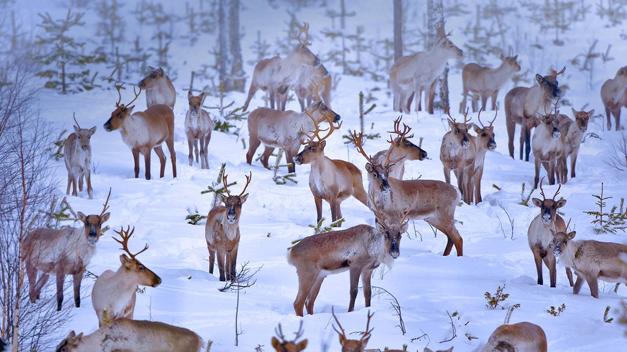Reindeer near Oulu, Finland