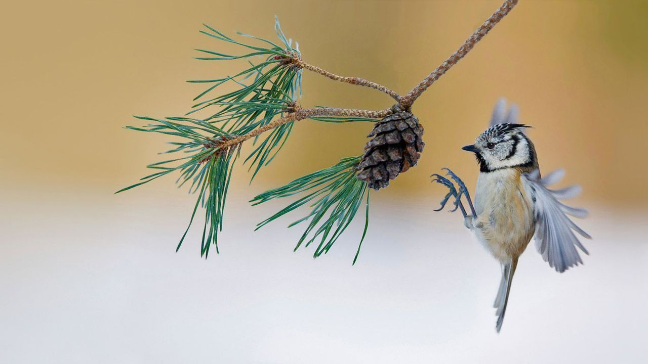 A European crested tit lands on a pine tree in France 