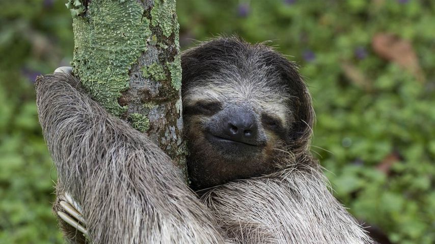 Three-toed sloth, Costa Rica 