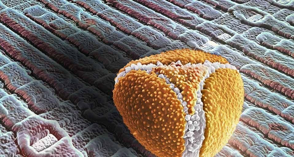 Aponogeton-Pollen auf dem Chip einer Digitalkamera. SEM, REM (Rasterelektronenmikroskop)