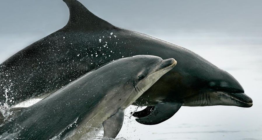 A pair of bottlenose dolphins (Tursiops truncatus) breaches in the Moray Firth, Scotland