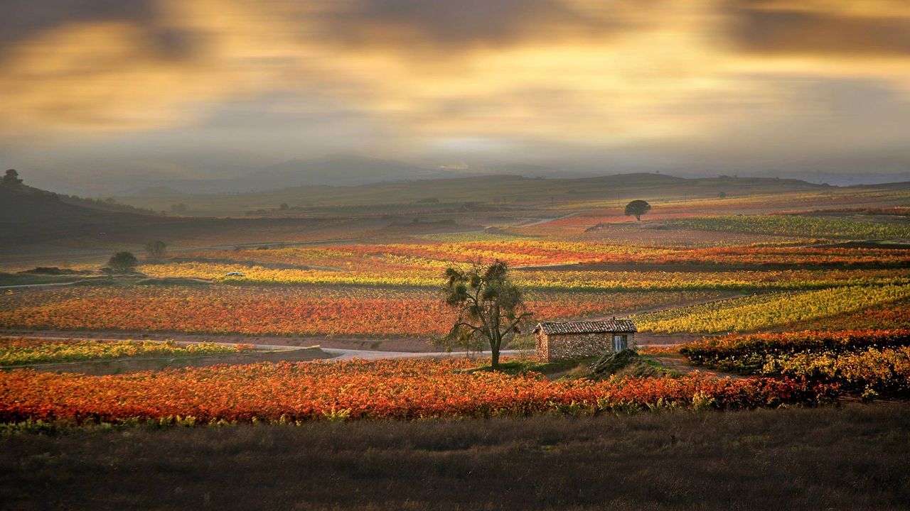 Amanecer sobre los viñedos de La Rioja