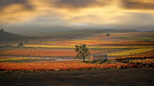 Amanecer sobre los viñedos de La Rioja