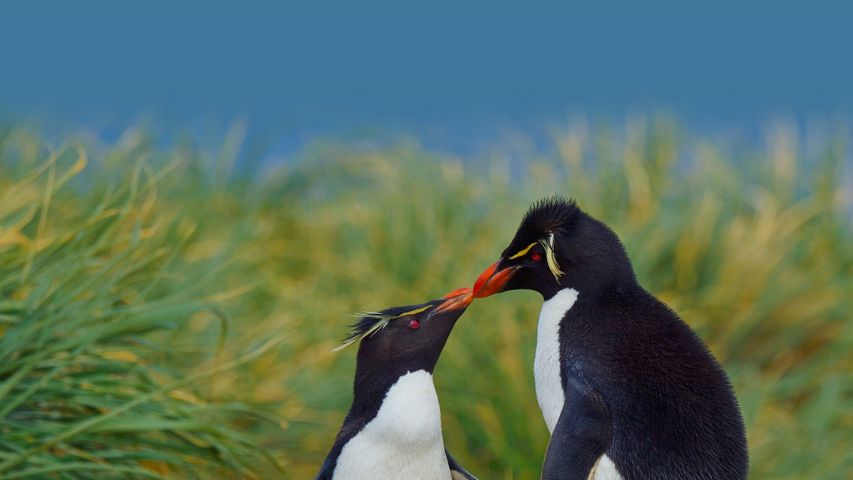 Southern rockhopper penguins, Falkland Islands