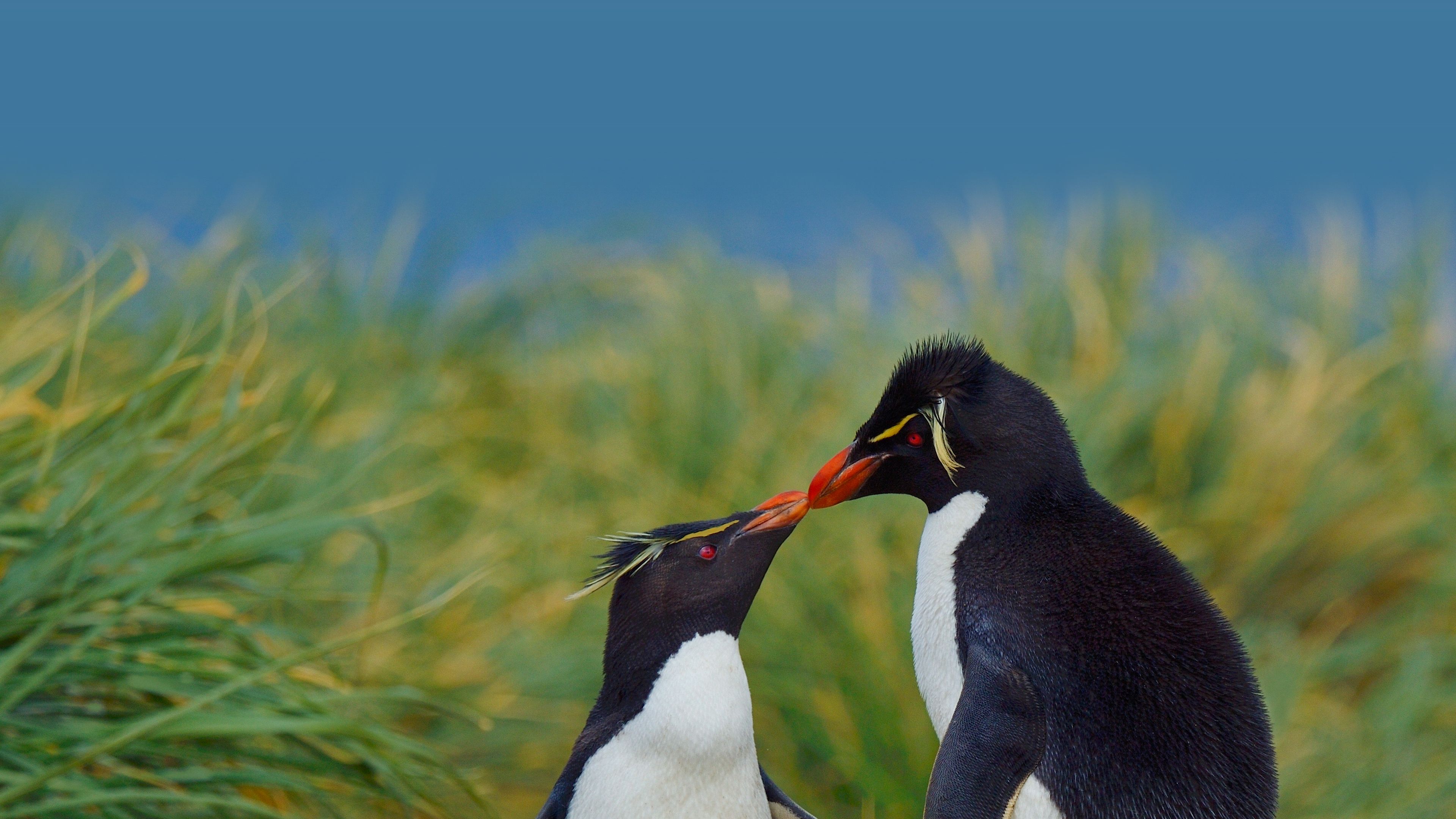 Southern rockhopper penguins, Falkland Islands - Bing Gallery