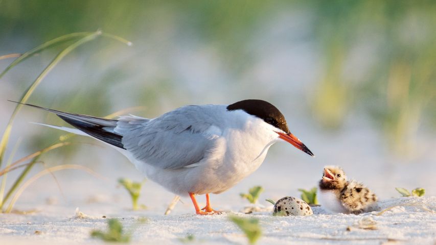 Common tern father with chick, Nickerson Beach, Long Island, New York, USA