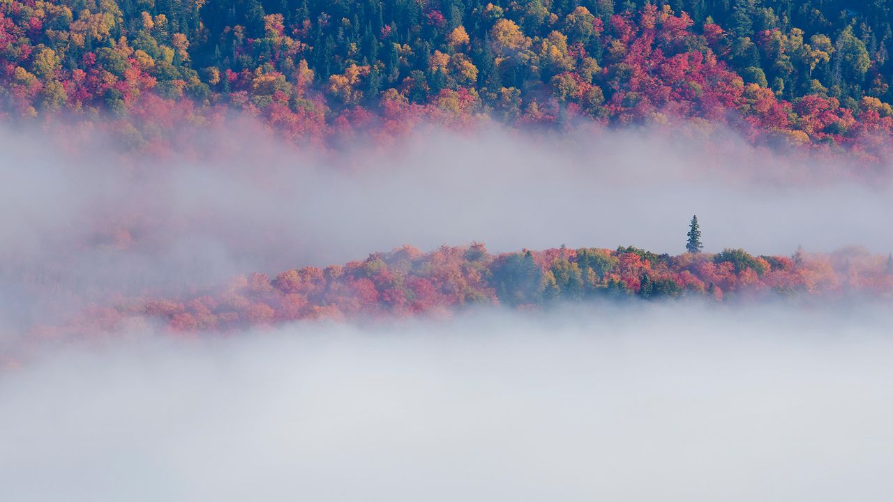 Fall foliage in Mont-Tremblant National Park, Quebec