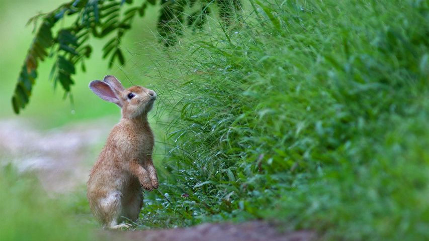 A rabbit in the grass for Easter