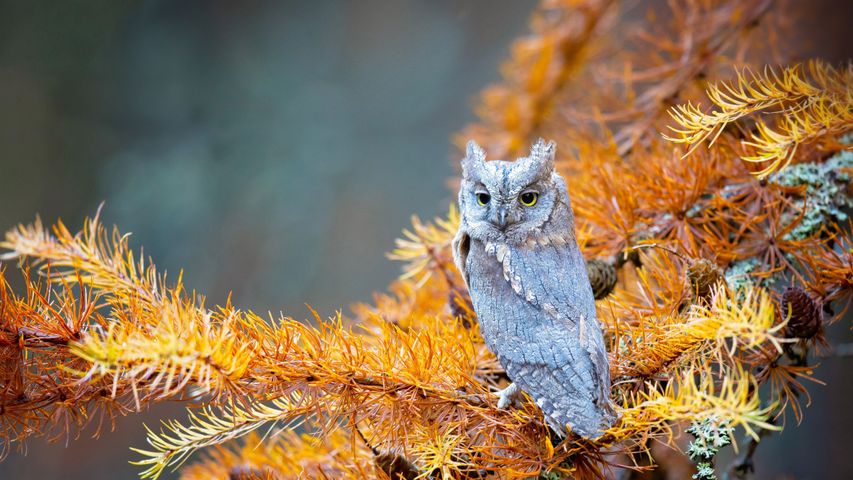 Eurasian scops owl, Bohemian Switzerland National Park, Czech Republic