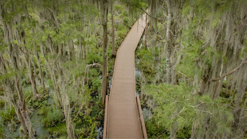 Trees with Spanish moss over a boardwalk in the Okefenokee Swamp, Folkston, Georgia
