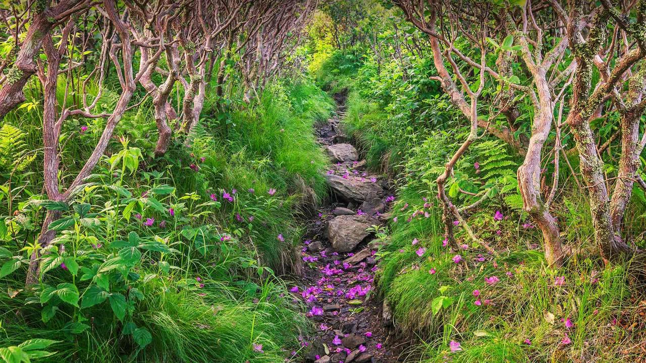Fallen rhododendron petals line a trail on Grassy Ridge Bald, Pisgah National Forest, North Carolina