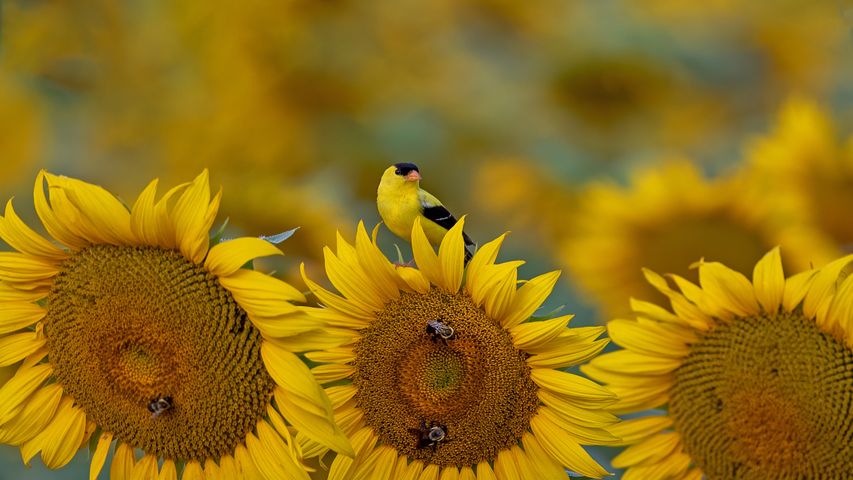 Goldzeisig auf einer Sonnenblume, McConnells, South Carolina, USA