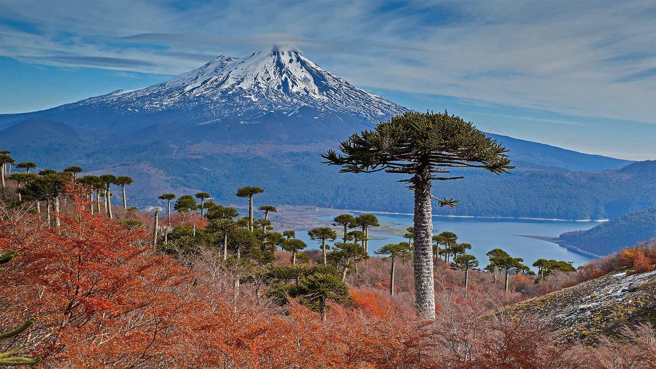 「ジャイマ山とアラウカリアの木」チリ, コンギジオ国立公園