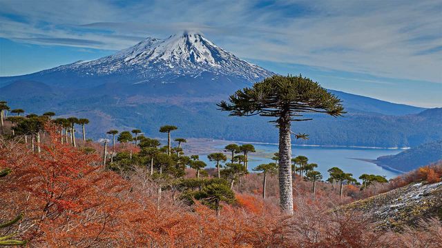亚伊马火山与前景中的智利南洋杉,智利孔吉利奥国家公园