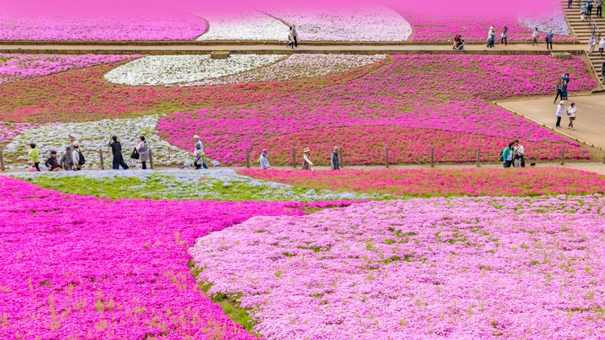 Moss pink displays at Hitsujiyama Park, Saitama Prefecture, Japan